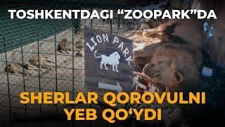 TOSHKENTDAGI “ZOOPARK”DA SHERLAR QOROVULNI YEB QO'YDI