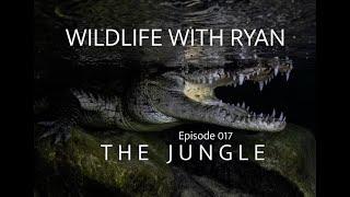 WILDLIFE WITH RYAN    EP. 017    "The Jungle" Swimming with Crocs in the Mayan Jungle!