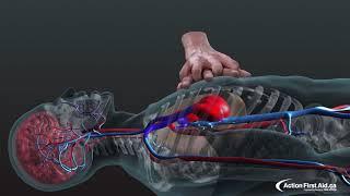 CPR in Action | A 3D look inside the body