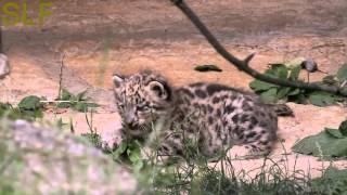 Snow leopard kittens  Котята снежного барса