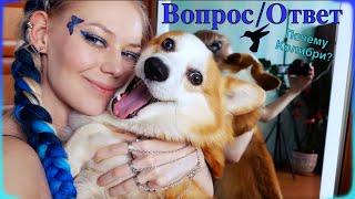 ОТВЕТЫ на ВОПРОСЫ 2 / почему колибри???