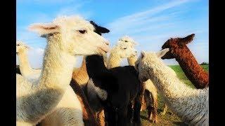 Alpaca Farm - by Curiosity Quest