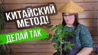 Китайский способ выращивания томатов. УРОЖАЙ В 3 РАЗА БОЛЬШЕ?!