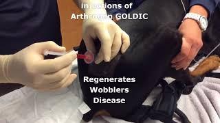 WWW DOWNVIDS NET Wobblers Disease      Arthrogen GOLDIC Regeneration