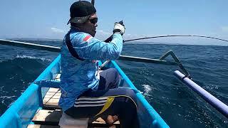 TRALALA fishing community strike Amberjack fish , tehnick slow pitc jigging