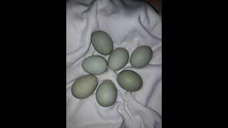 куры несущие зеленые яйца синь синь дянь зеленое лечебное яйцо chicken green egg