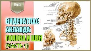 Легендарный видеоатлас доктора Роберта Акланда по анатомии человека. Голова и шея. 1 часть