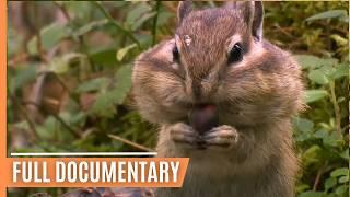 Exciting Animal Behavior in the most enchanting Forests of our Planet | Full Documentary