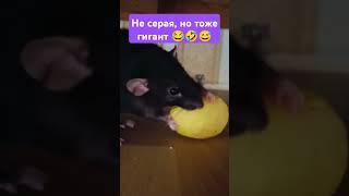 мышканорушка #life #sorts #video #крыса #ютуб #юмор #прикол #live #top #tiktok #story #shorts