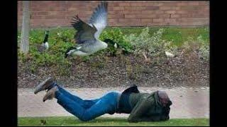 FUNNIEST Geese Attack Compilation - MUST SEE Angry goose video [NEW HD]