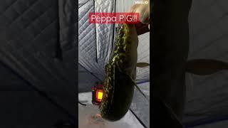 Peppa PIG of a fish.  Love that Burbot Fishing #canada #fishing #ontario #fishingaddict #fish #pig
