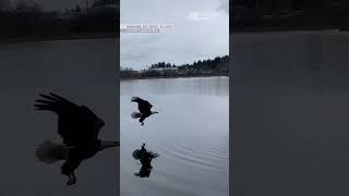 Who is she  #shareyourfeathers #eagle #canada #eagleeye #nanaimo #birdwatching