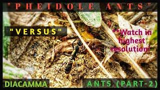 ANT WAR - PHEIDOLE ANTS VERSUS DIACAMMA ANT