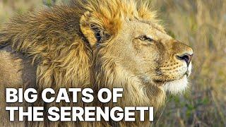 Big Cats of the Serengeti | Nature Documentary