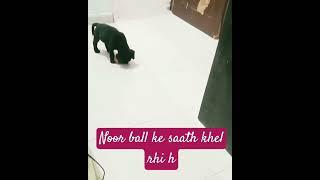 Noor ball ke saath khel rhi h #doglovers #techdjgaming @GamerDJ9 @Jakhardoglovers