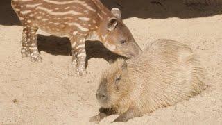 Unlikely Friends: Baby Tapir Meets Capybara