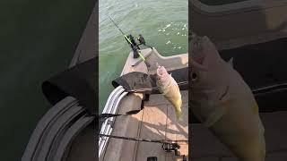 LAKE ERIE PERCHING