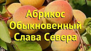 Абрикос обыкновенный. Краткий обзор, описание характеристик prunus armeniaca Слава Севера