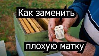 Пасека #35 Как заменить плохую матку ? Пасека. Пчеловодство.