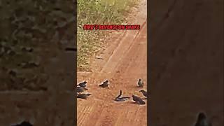 Bird vs snake #trending #animals #wildlife #snake #birds #revenge #shorts #short