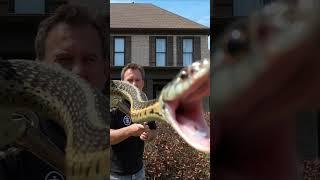 Snake STRIKE!!! | RidgeLife #Shorts