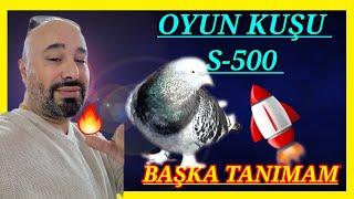 SÜPER DAMAR S500 TAKLACI GÜVERCİN OYUN KUŞU