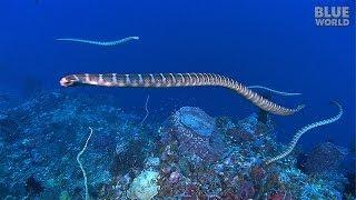 Sea Snake Island | JONATHAN BIRD'S BLUE WORLD