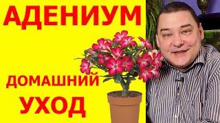 Адениум. Уход в домашних условиях. Подробно обо всех нюансах