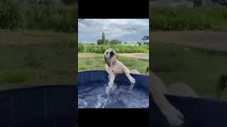 Just animals being derps  