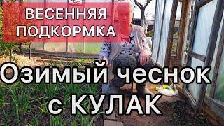 Две Столовых ложки и Вы с крупным чесноком!! Весенняя подкормка чеснока.