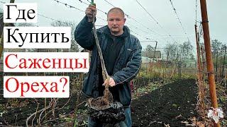 Где купить САЖЕНЦЫ ОРЕХА?