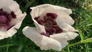 Lottie’s Garden Tour // Early June Flowers // Garden 2023