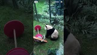 world heavy weight champion #wildlife #panda