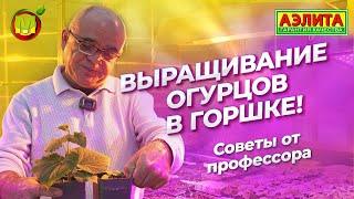 Выращивание ОГУРЦА в ГОРШКЕ! Зимний огород дома.