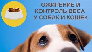 Ожирение и контроль веса у собак и кошек #диетасобаки #ожирениесобаки #кормлениесобаки