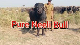 Pure Neeli Bull Pakpattan punjab TV
