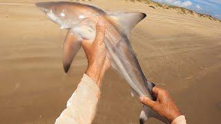 Catching Blacktip Sharks.- Speckled Trout and Redfish PINS