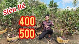  MINH 0333400239 MAI TÀNG SIÊU RẺ 400-500K GHÉ NGAY BAO SHIP 07/03/2025 BAO SHIP | Bến Tre Ơi