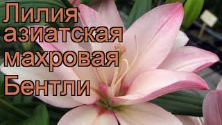 Лилия азиатская махровая (lilium asiatic bentley)  лилия обзор: как сажать луковицы лилии