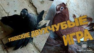 УЗБЕКСКИЕ ДВУХЧУБЫЕ Д.ШУХРАТА  ГОЛУБИ 2)ЧАСТЬ PIGEONS