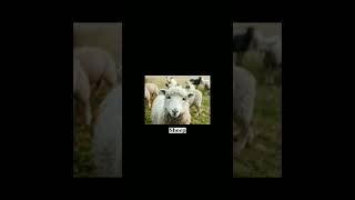 Friendliest Animals In The World #shorts