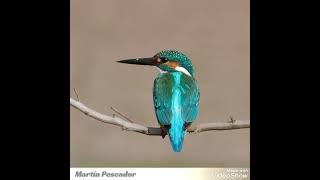 Reclamo Del Martín Pescador (Alcedo atthis) El Mejor Para Llamar HD.#reclamo#aves#birds#wildlife