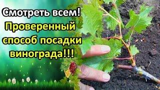 СМОТРЕТЬ ВСЕМ!!! САМЫЙ ПРОВЕРЕННЫЙ СПОСОБ ПОСАДКИ ВИНОГРАДА!