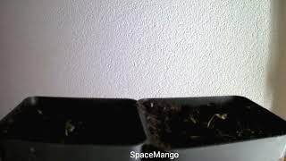 SpaceMango Keimung