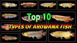 Top 10 Types of arowana fish - arawana fish (Lucky Fish) - arowana species