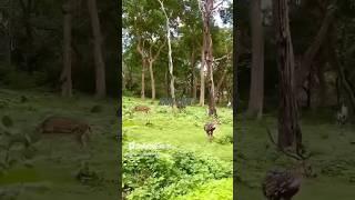 Raanjhana re #travel #nature #trending #trendingshorts #hit #Zam zam T