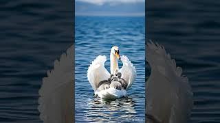 HAPPY NEW YEAR! A swan mom with her fluffy little ones — such a heartwarming and happy scene.