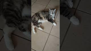 Love You KitKat