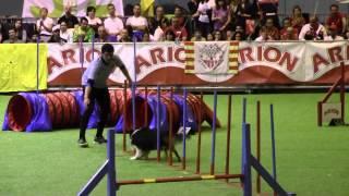 XXIII Campeonato de España RSCE 2013. AGILITY Cat L Grandes