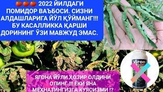 Помидорнинг 2022 йилида энг кўп тарқалган вирусли касаллиги.